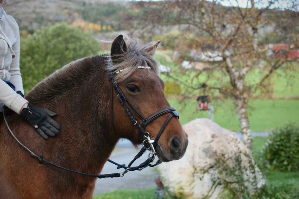 Horse Riding Gloves