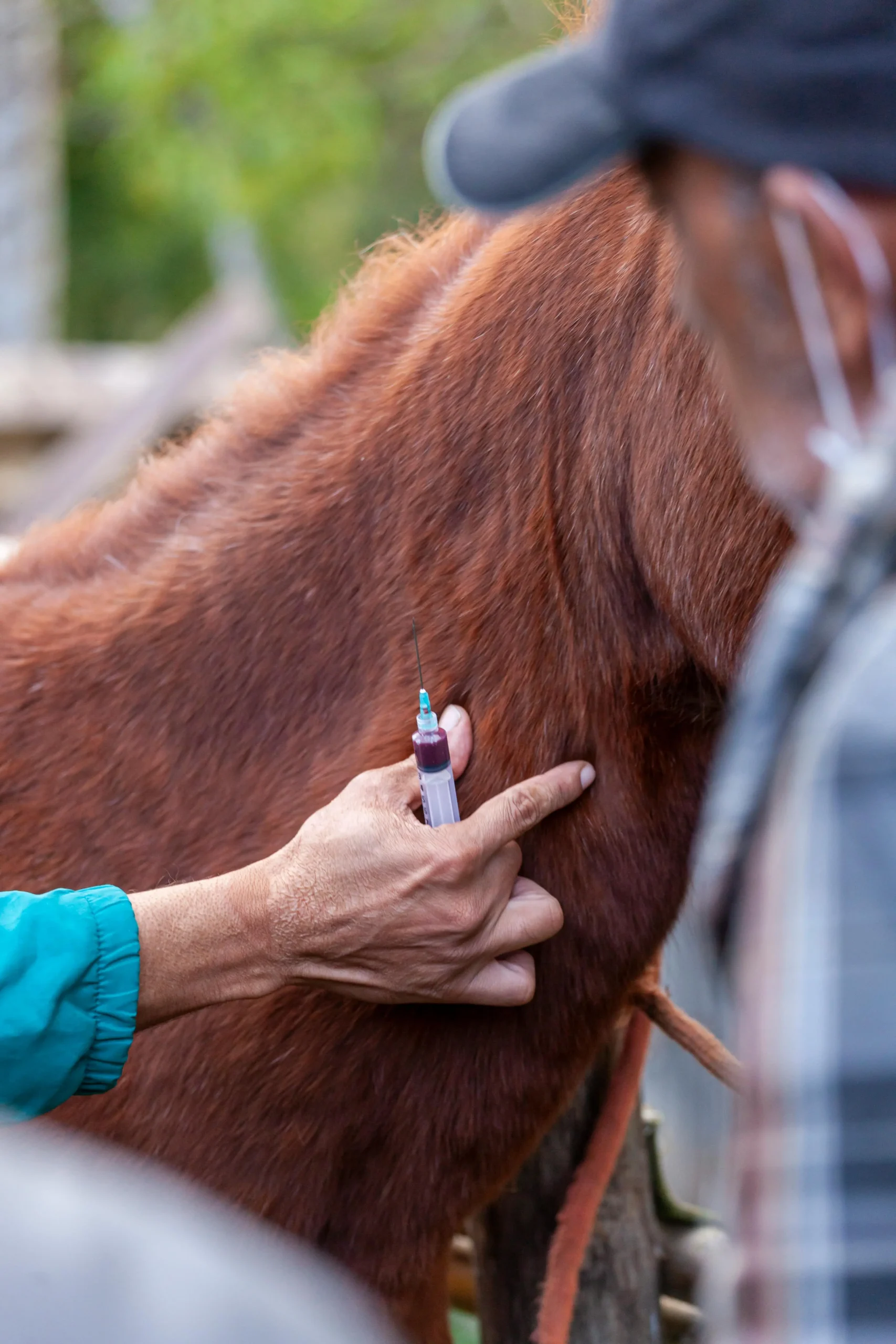 How Long Is A Horse Health Certificate Good For?