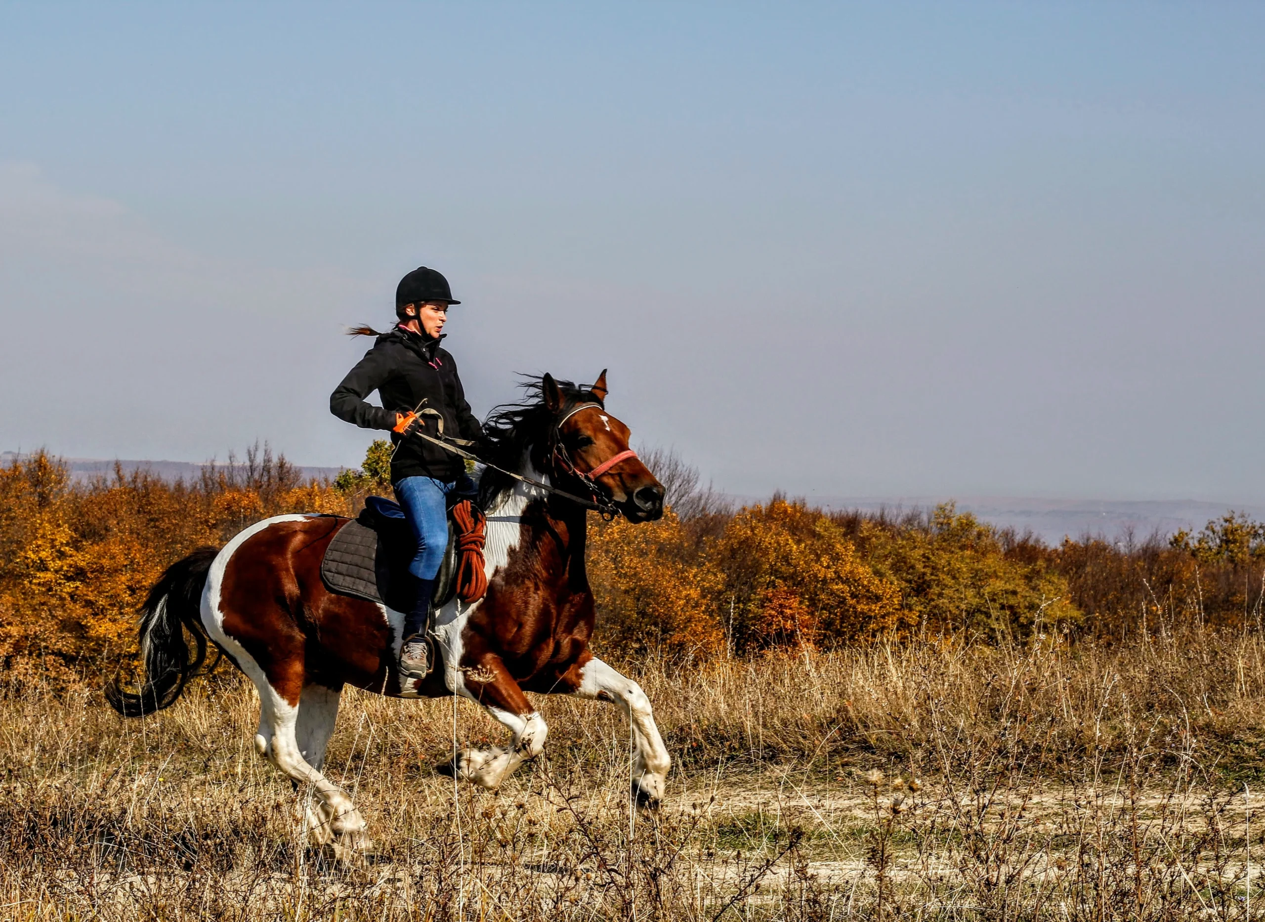 How Much Does It Cost to Train a Horse
