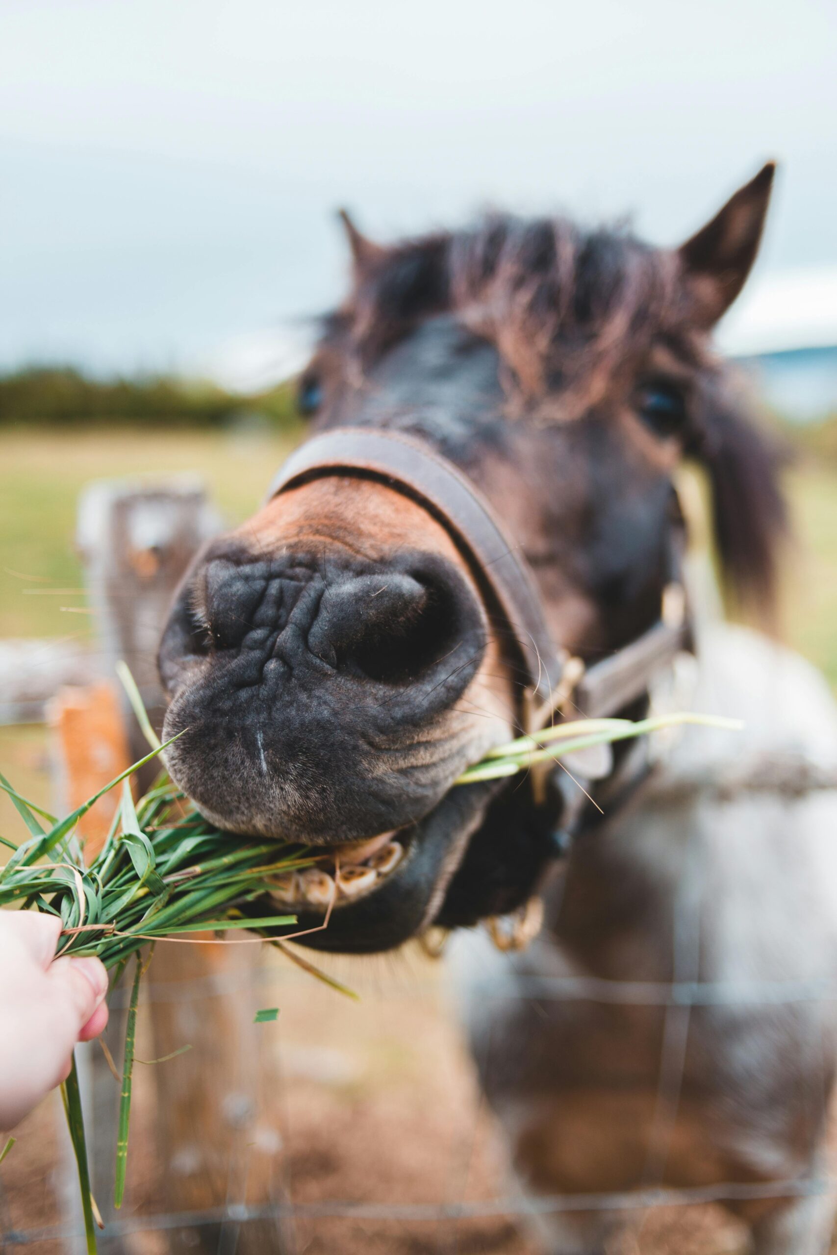 what can horses not eat