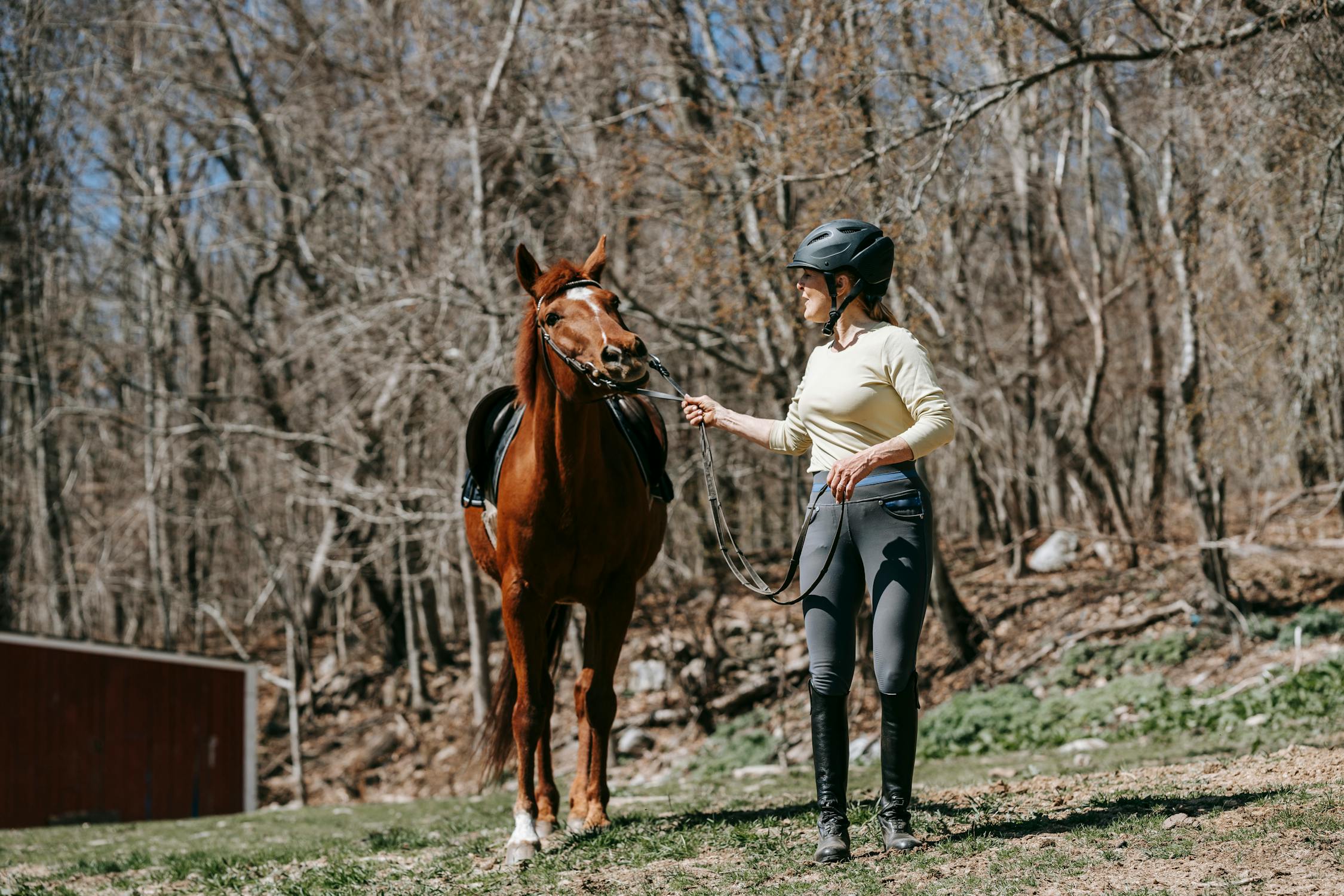 How Long Does It Take to Train a Horse